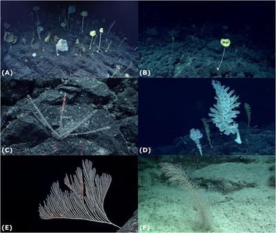 Mortality, Population and Community Dynamics of the Glass Sponge Dominated Community “The Forest of the Weird” From the Ridge Seamount, Johnston Atoll, Pacific Ocean